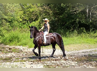 Friesen, Stute, 7 Jahre, 163 cm, Rappe