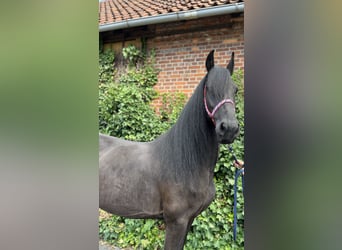 Friesen, Stute, 7 Jahre, 164 cm, Rappe