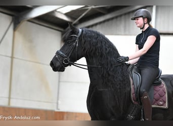 Friesen, Stute, 7 Jahre, 165 cm, Rappe