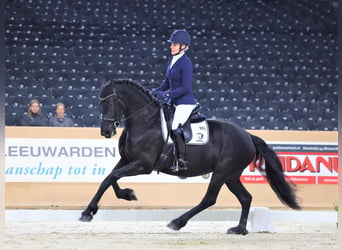 Friesen, Stute, 7 Jahre, 165 cm, Rappe