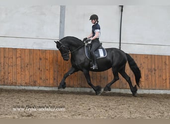 Friesen, Stute, 7 Jahre, 165 cm, Rappe