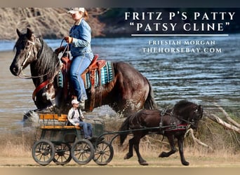 Friesen Mix, Stute, 7 Jahre, 165 cm, Rappe