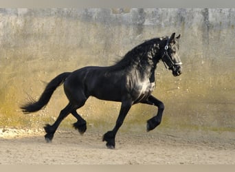 Friesen, Stute, 7 Jahre, 167 cm