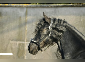 Friesen, Stute, 7 Jahre, 167 cm