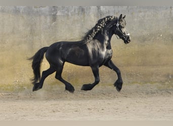 Friesen, Stute, 7 Jahre, 167 cm, Rappe