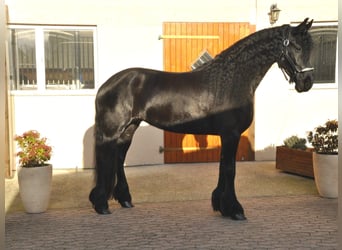 Friesen, Stute, 7 Jahre, 167 cm, Rappe