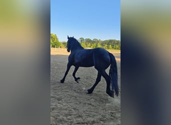 Friesen, Stute, 7 Jahre, 167 cm, Rappe