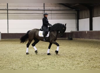 Friesen, Stute, 7 Jahre, 168 cm, Rappe