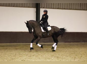 Friesen, Stute, 7 Jahre, 168 cm, Rappe