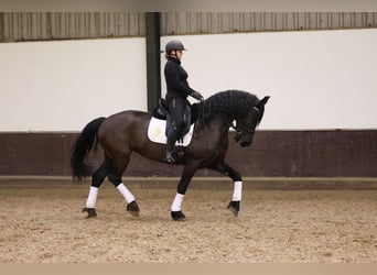 Friesen, Stute, 7 Jahre, 168 cm, Rappe