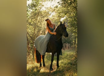 Friesen Mix, Stute, 8 Jahre, 140 cm, Rappe