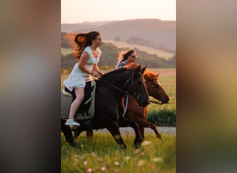 Friesen Mix, Stute, 8 Jahre, 140 cm, Rappe