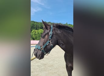 Friesen Mix, Stute, 8 Jahre, 140 cm, Rappe