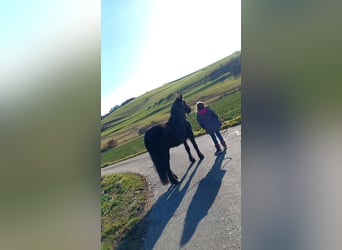 Friesen Mix, Stute, 8 Jahre, 140 cm, Rappe