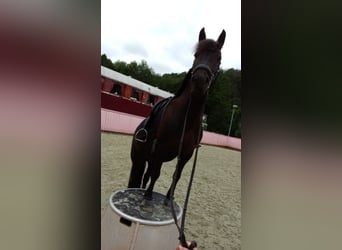 Friesen Mix, Stute, 8 Jahre, 140 cm, Rappe