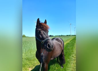 Friesen Mix, Stute, 8 Jahre, 140 cm, Rappe