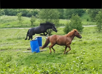 Friesen Mix, Stute, 8 Jahre, 140 cm, Rappe