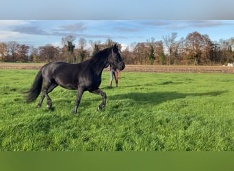 Friesen Mix, Stute, 8 Jahre, 157 cm, Rappe