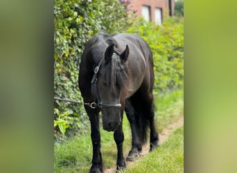 Friesen, Stute, 8 Jahre, 160 cm, Rappe