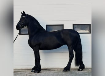 Friesen, Stute, 8 Jahre, 162 cm, Rappe