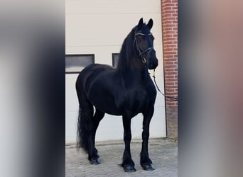 Friesen, Stute, 8 Jahre, 162 cm, Rappe