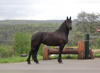 Friesen, Stute, 8 Jahre, 163 cm, Rappe