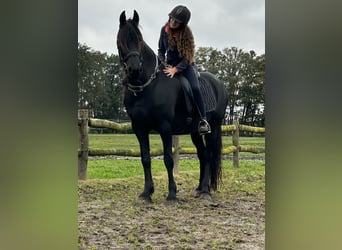 Friesen, Stute, 8 Jahre, 164 cm, Rappe