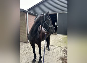 Friesen, Stute, 8 Jahre, 164 cm, Rappe