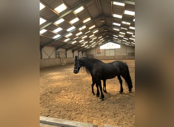 Friesen, Stute, 8 Jahre, 164 cm, Rappe