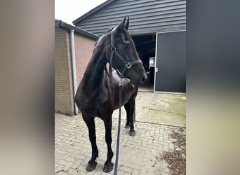 Friesen, Stute, 8 Jahre, 164 cm, Rappe