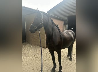 Friesen, Stute, 8 Jahre, 164 cm, Rappe