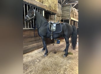 Friesen, Stute, 8 Jahre, 164 cm, Rappe