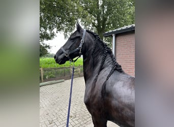 Friesen, Stute, 8 Jahre, 164 cm, Rappe
