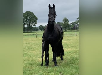 Friesen, Stute, 8 Jahre, 164 cm, Rappe