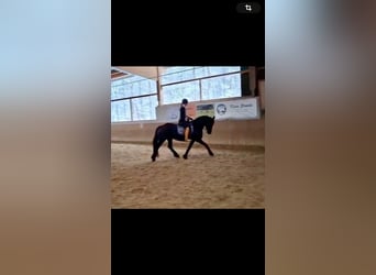 Friesen, Stute, 8 Jahre, 164 cm, Rappe