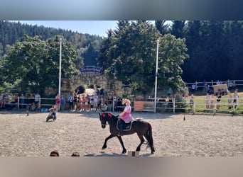 Friesen, Stute, 8 Jahre, 164 cm, Rappe