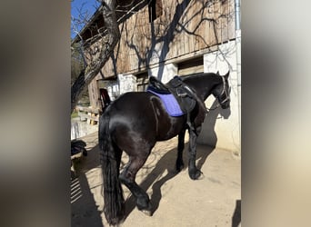 Friesen, Stute, 8 Jahre, 164 cm, Rappe