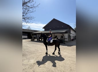 Friesen, Stute, 8 Jahre, 164 cm, Rappe