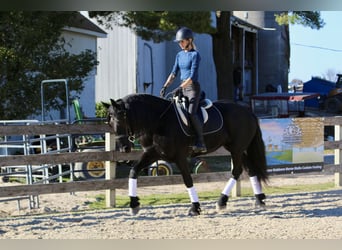 Friesen Mix, Stute, 8 Jahre, 165 cm, Rappe