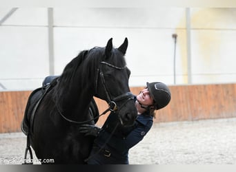 Friesen, Stute, 8 Jahre, 165 cm, Rappe