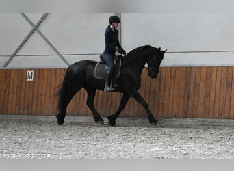 Friesen, Stute, 8 Jahre, 165 cm, Rappe