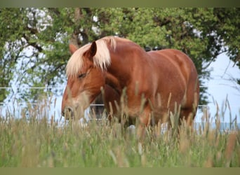 Friesen Mix, Stute, 8 Jahre, 169 cm, Dunkelfuchs