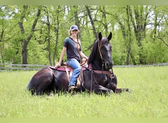 Friesen, Stute, 8 Jahre, 173 cm, Rappe