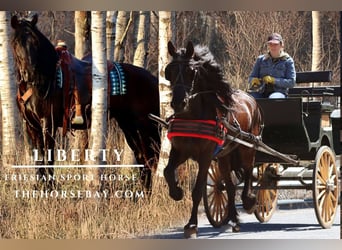 Friesen Mix, Stute, 8 Jahre, Rappe