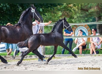 Friesen, Stute, 8 Jahre, Rappe