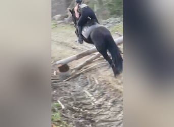 Friesen Mix, Stute, 9 Jahre, 140 cm, Rappe