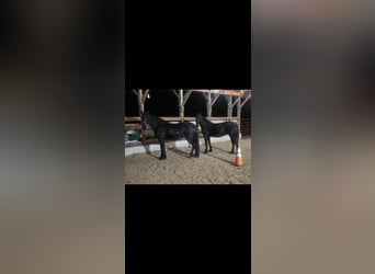 Friesen Mix, Stute, 9 Jahre, 152 cm, Rappe
