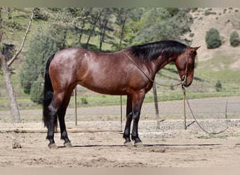 Friesen, Stute, 9 Jahre, 152 cm, Roan-Bay