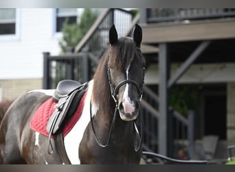 Friesen, Stute, 9 Jahre, 152 cm, Tobiano-alle-Farben