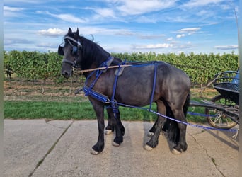 Friesen, Stute, 9 Jahre, 155 cm, Rappe